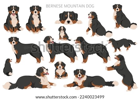 Bernese Mountain dog clipart. All coat colors set.  Different position. All dog breeds characteristics infographic. Vector illustration