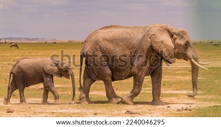 Baby elephant following it's mother across the grass with wildebeest in the background.