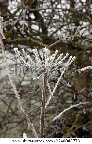 Dead Cow Parsnip flowers covered in frost, Derbyshire England
