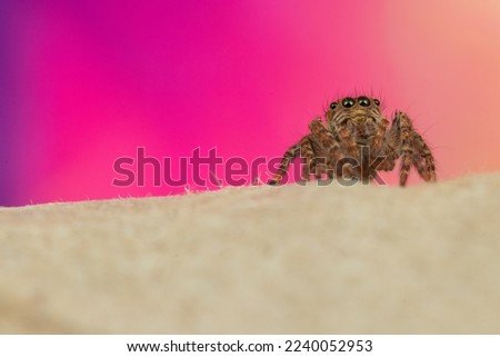 a close up shot of a jumping spider looking up. colorful background. macro photography 
