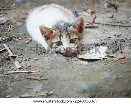 silver baby cat lying on the ground. cute kitten with white and black color.