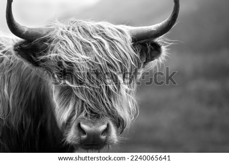Highland cows in field black and white Royalty-Free Stock Photo #2240065641