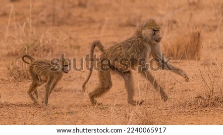 Baby baboon chasing it's mother in the dust.