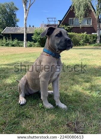 Just a innocent cane corso pup