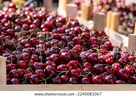 Picking cherries in the orchard . Boxes of freshly picked lapins cherries. Industrial cherry orchard. Buckets of gathered sweet raw black cherries . Close-up view of green grass and boxes full. Royalty-Free Stock Photo #2240081067