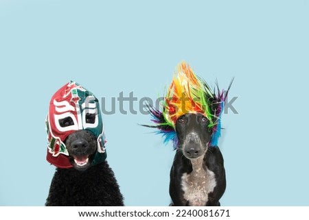 Two dogs celebrating carnival or new year wearing a wrestling costume and a colorful wig. Isolated on blue pastel background