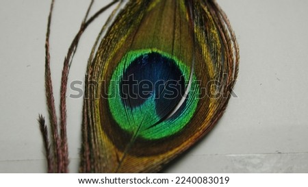 Beautiful feather with very vivid colors of natural peacock.