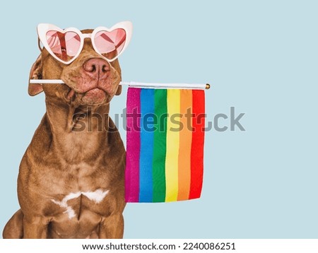 Lovable, pretty dog and Rainbow Flag. Close-up, indoors. Studio photo. Congratulations for family, loved ones, relatives, friends and colleagues. Pets care concept