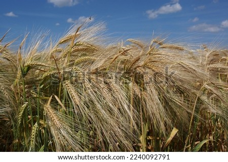 First of all, the barley ripens in the summer and gives a golden picture against a blue sky in the wind  Beer should be this year 