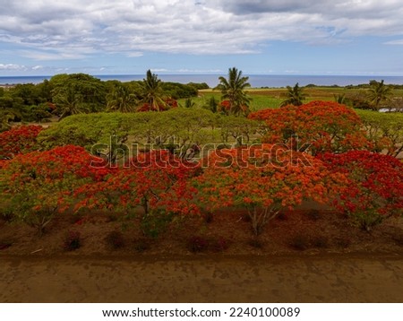 tipical landscape photo about Mauritius island. Everywhere you go you can see plm trees, ocean and trees with red flowers