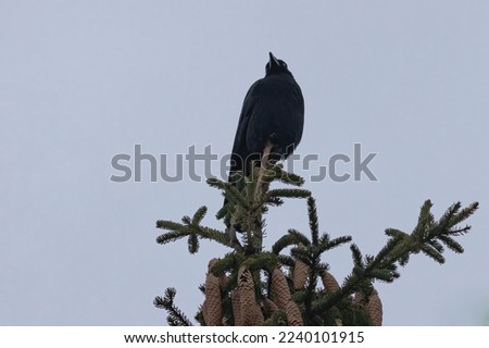 raven perching on the top of a coniferous tree