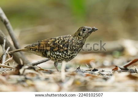 Scaly thrush zoothera dauma, an unusual golden-scaly hair, wanders in search of worms on the bamboo forest floor.