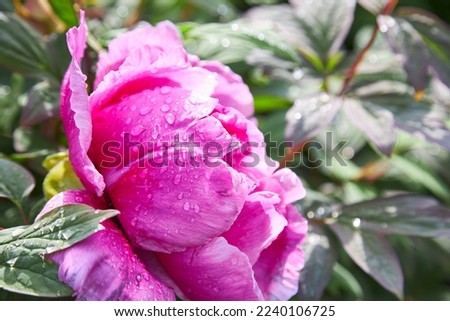 Pink peony flower in dew drops close up. Selective focus.