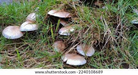 the picture of wild mushrooms among the grass