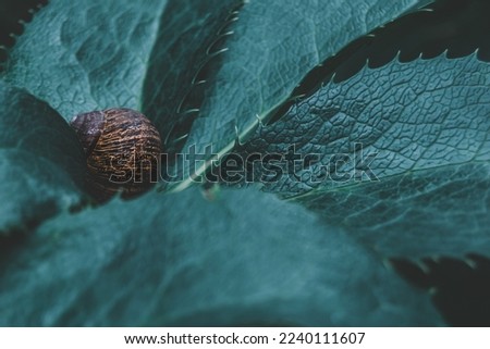 Striped shell snail hidden in plant. Small snail hiding in between of leaves of spiky plant. Moody and dark saturated green and blue edit.
