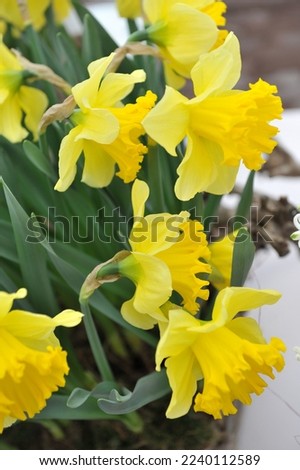 Yellow Trumpet daffodils (Narcissus) Momus bloom in a garden in April