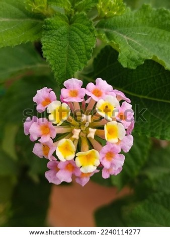 Tantani - forest flowers! Junglee plants, Lantana camara (common lantana) is a species of flowering plant within the verbena family (Verbenaceae), native to the American tropics. Royalty-Free Stock Photo #2240114277