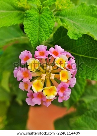 Tantani - forest flowers! Junglee plants Royalty-Free Stock Photo #2240114489