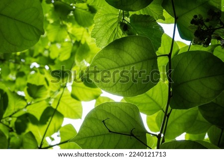 Japanese Knot weed fast growing damaging to property plant Royalty-Free Stock Photo #2240121713