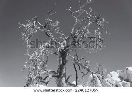 A black and white picture of a dead tree within Joshua Tree National Park in sunny california.