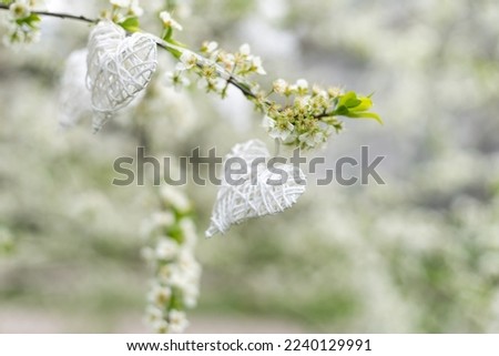 Hands touch heart a branch of an apple tree blooming with white flowers. Apple blossom. Love nature