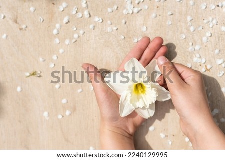a narcissus in children's hands, blooming white flower