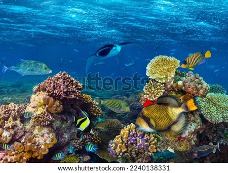 Underwater coral reef landscape super wide