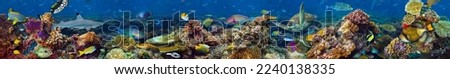 Underwater coral reef landscape super wide