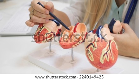 Having opened the model of the heart, the cardiologist shows the anatomy of its structure inside. A cardiologist consults a patient before heart surgery. Royalty-Free Stock Photo #2240149425