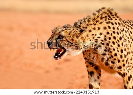 Leopard with open mouth. Kalahari Desert. Namibia.