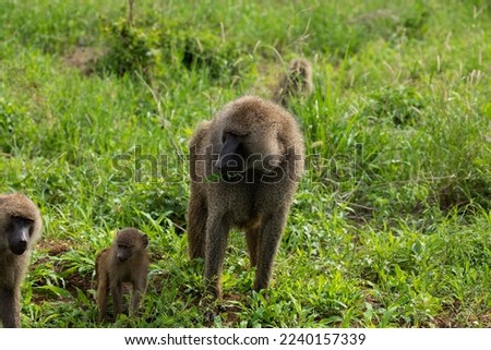 olive baboons (Papio anubis), also called the Anubis baboon, is a member of the family Cercopithecidae (Old World monkeys) in Tanzanias reserve