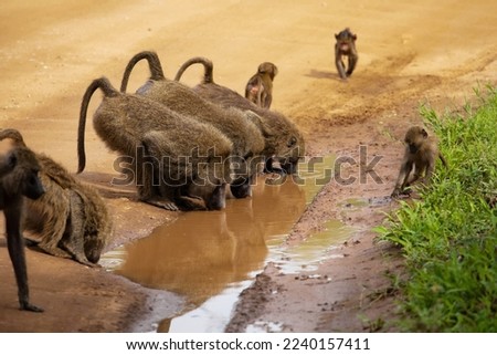 olive baboons (Papio anubis), also called the Anubis baboon, is a member of the family Cercopithecidae (Old World monkeys). Drinking water from a puddle