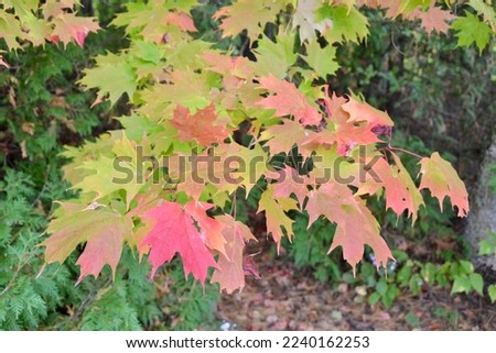 Sugar Maple (Acer saccharum) leaves beginning to turn red along woodland hiking trail during Fall Royalty-Free Stock Photo #2240162253