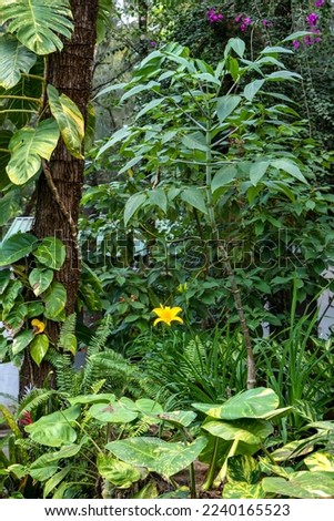 Yellow Lily Flower (Lilium) Herbaceous Flowering Plant Growing Between Various Other Plants in a Garden