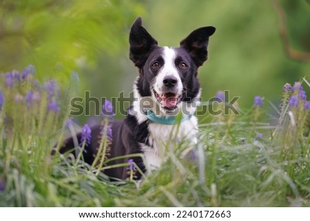 Cute black and white short-haired Border Collie dog with a light blue collar posing outdoors lying down in a green grass with purple Muscari flowers in summer