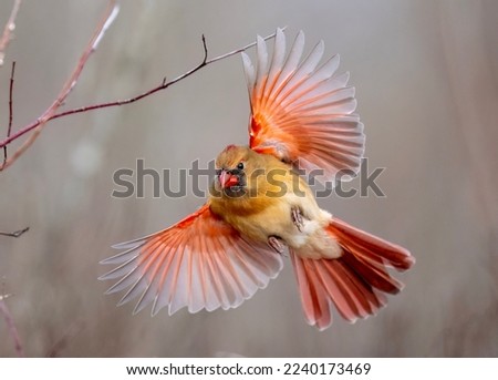 Northern cardinal in flight with wings spread. Royalty-Free Stock Photo #2240173469