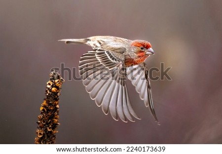 House finch in flight with wings spread. Royalty-Free Stock Photo #2240173639