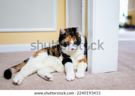 Closeup of cute old calico cat lying down on carpet floor of house home apartment living room by wall corner with white fur Royalty-Free Stock Photo #2240193415