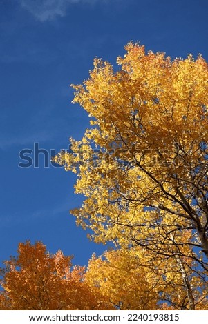 Leafy yellow aspen tree tops against blue sky Royalty-Free Stock Photo #2240193815