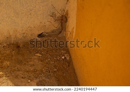 Photo of a strange insect in a yellow corner
