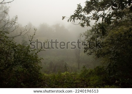 Photo of a foggy clearing with green bushes and trees in foreground background