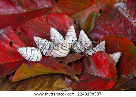 Candy cane snail (Liguus virgineus) is a species of tree-living snail native to the Caribbean island of Hispaniola in Haiti and the Dominican Republic. One of world most beautiful snail.