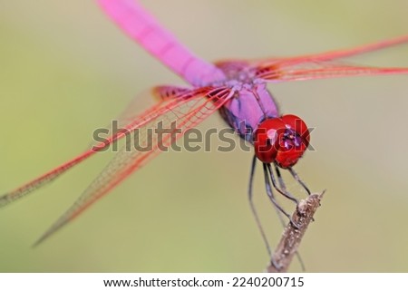 A dragonfly on a branch in nature