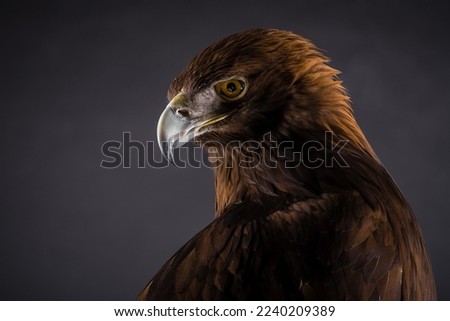 Golden Eagle (Aquila chrysaetos), close-up of the head, close-up of the beak and eyes, carnivorous and hunting bird, brown plumage, dark background
