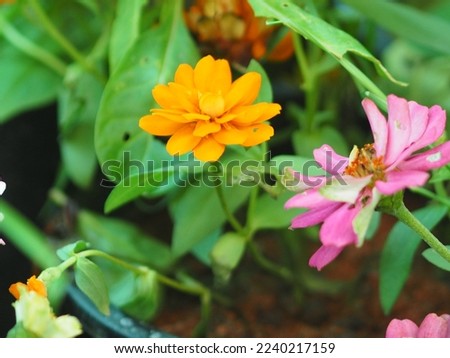 A closeup view of flowers in a garden. 