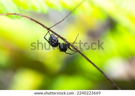 A mimic black ant spider on green plant
