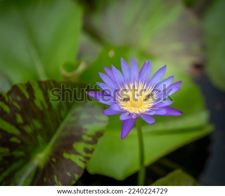 blurred background purple line lotus picture