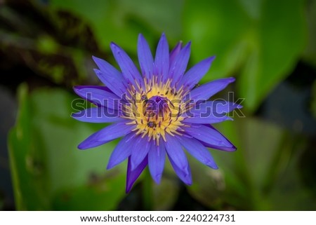 blurred background purple line lotus picture