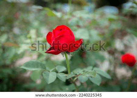 Blurred Background Red Rose Picture
