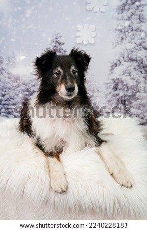Purebred dog in front of a Christmas tree. Fir trees covered with snow. Dog dressed up in Christmas style